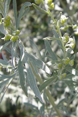 Artemisia absinthium \ Wermut / Wormwood, S Öland, Borgholm 9.8.2009