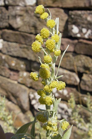 Artemisia absinthium \ Wermut / Wormwood, S Öland, Borgholm 9.8.2009
