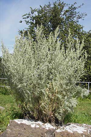 Artemisia absinthium \ Wermut / Wormwood, S Öland, Borgholm 9.8.2009