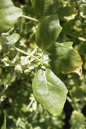 Atriplex rosea \ Rosen-Melde / Tumbling Orache, S Botan. Gar.  Universit.  Uppsala 28.8.2010