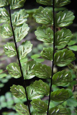Asplenium trichomanes s.l. \ Braunstieliger Streifenfarn / Spleenwort, S Kullaberg 14.8.2009