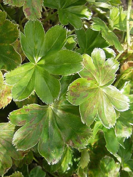 Alchemilla semidivisa \ Halbgeteilter Frauenmantel / Half-Divided Lady's Mantle, S Botan. Gar.  Universit.  Uppsala 28.8.2010