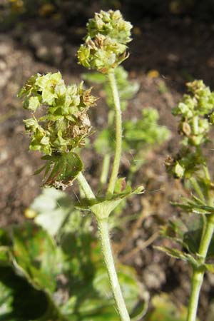 Alchemilla semidivisa \ Halbgeteilter Frauenmantel / Half-Divided Lady's Mantle, S Botan. Gar.  Universit.  Uppsala 28.8.2010
