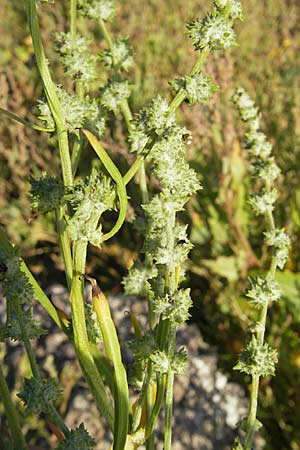 Atriplex littoralis \ Strand-Melde / Grassleaf Orache, S Öland, Färjestaden 7.8.2009