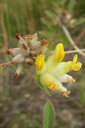 Anthyllis vulneraria subsp. vulneraria \ Gewhnlicher Wundklee, Echter Wundklee / Common Kidney Vetch, S Fjärs Bräcka 5.8.2010