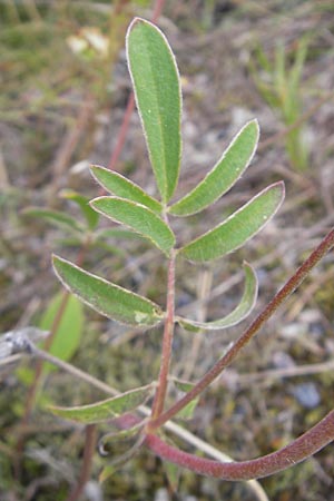 Anthyllis vulneraria subsp. vulneraria \ Gewhnlicher Wundklee, Echter Wundklee / Common Kidney Vetch, S Fjärs Bräcka 5.8.2010