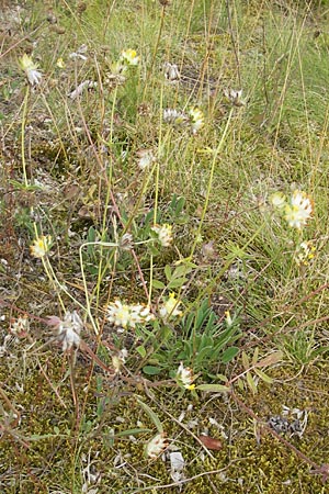 Anthyllis vulneraria subsp. vulneraria \ Gewhnlicher Wundklee, Echter Wundklee / Common Kidney Vetch, S Fjärs Bräcka 5.8.2010