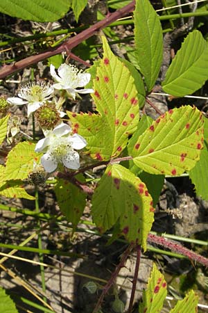 Rubus fruticosus agg. \ Brombeere / Bramble, Blackberry, S Kullaberg 13.8.2009