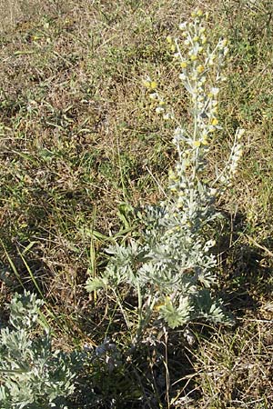 Artemisia absinthium \ Wermut / Wormwood, S Öland, Stora Alvaret, Möckel Mossen 8.8.2009