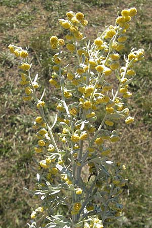 Artemisia absinthium \ Wermut / Wormwood, S Öland, Stora Alvaret, Möckel Mossen 8.8.2009