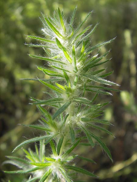 Bassia hyssopifolia \ Ysop-Steppenmelde, Ysopbl&auml;ttrige Dornmelde / Five-Horn Smotherweed, Thorn Orache, S Botan. Gar.  Universit.  Uppsala 28.8.2010