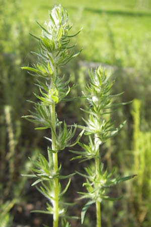 Bassia hyssopifolia \ Ysop-Steppenmelde, Ysopbl&auml;ttrige Dornmelde / Five-Horn Smotherweed, Thorn Orache, S Botan. Gar.  Universit.  Uppsala 28.8.2010