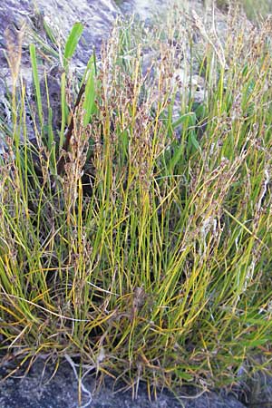 Juncus gerardii \ Bodden-Binse, Salz-Binse / Saltmeadow Rush, S Simrishamn 6.8.2009