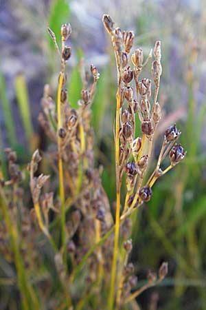 Juncus gerardii \ Bodden-Binse, Salz-Binse / Saltmeadow Rush, S Simrishamn 6.8.2009