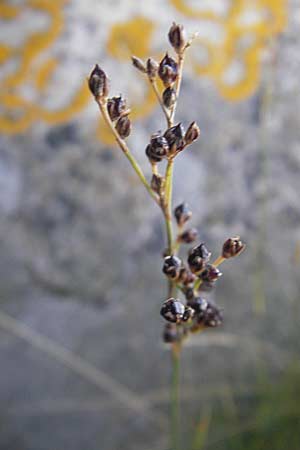 Juncus gerardii \ Bodden-Binse, Salz-Binse / Saltmeadow Rush, S Simrishamn 6.8.2009