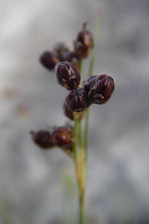 Juncus compressus \ Zusammengedrckte Binse / Round-Fruited Rush, S Simrishamn 6.8.2009