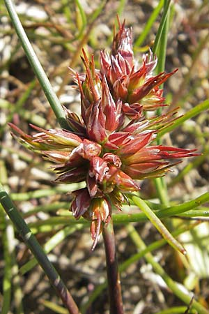Juncus articulatus \ Glieder-Binse, Glanzfrchtige Binse / Jointlead Rush, S Öland, Skärlöv 8.8.2009