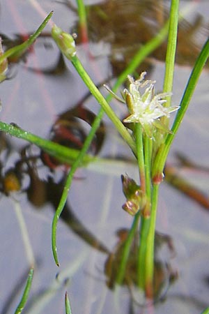 Juncus bulbosus \ Zwiebel-Binse / Bulbous Rush, S Smland, Grönsen 10.8.2009