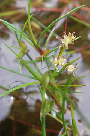 Juncus bulbosus \ Zwiebel-Binse / Bulbous Rush, S Smland, Grönsen 10.8.2009
