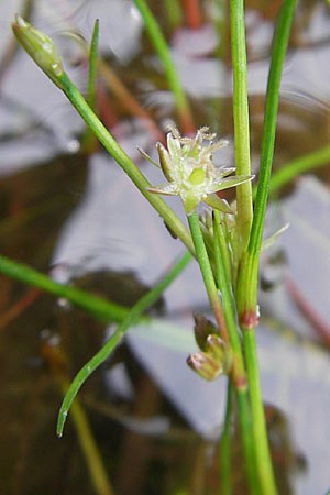 Juncus bulbosus \ Zwiebel-Binse / Bulbous Rush, S Smland, Grönsen 10.8.2009