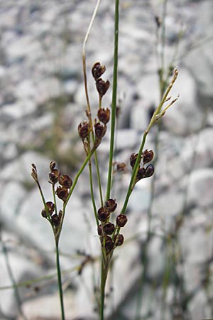 Juncus maritimus \ Strand-Binse / Sea Rush, S Kullen, Arild 14.8.2009