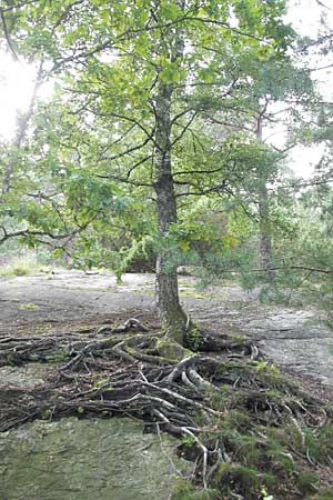 Betula pendula \ Gewhnliche Birke, Hnge-Birke / Silver Birch, S Tanum 9.8.2010