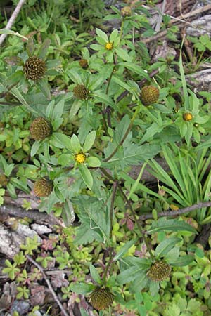 Bidens tripartita \ Dreiteiliger Zweizahn / Trifid Beggartick, S Västers Ängsö 29.8.2010