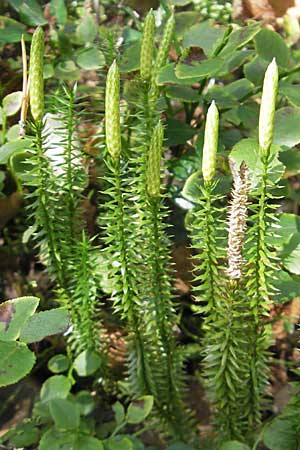 Lycopodium annotinum \ Wald-Brlapp / Interrupted Clubmoss, S Store Mosse 12.8.2009