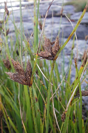 Bolboschoenus maritimus \ Strandsimse / Sea Club-Rush, S Simrishamn 6.8.2009