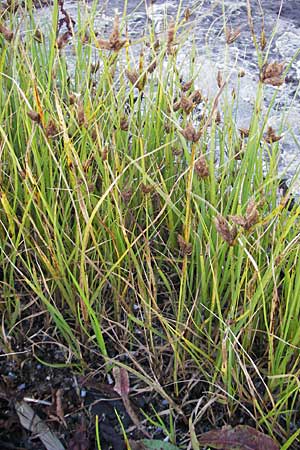 Bolboschoenus maritimus \ Strandsimse / Sea Club-Rush, S Simrishamn 6.8.2009