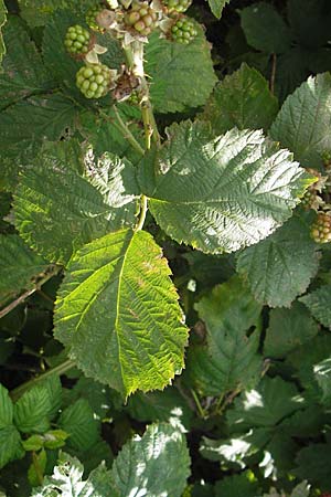 Rubus fruticosus agg. \ Brombeere / Bramble, Blackberry, S Beddinge Strand 5.8.2009