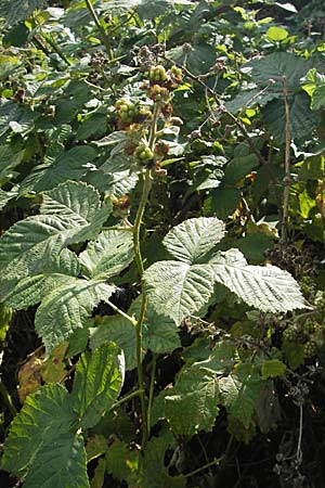 Rubus fruticosus agg. \ Brombeere / Bramble, Blackberry, S Beddinge Strand 5.8.2009