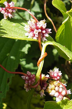 Cuscuta europaea \ Nessel-Seide / Greater Dodder, S Kullaberg 14.8.2009