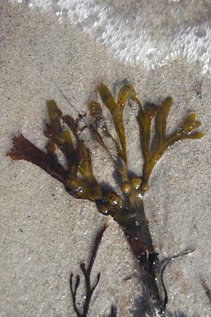 Fucus vesiculosus \ Blasen-Tang / Bladder Wrack, S Beddinge Strand 5.8.2009