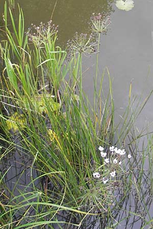 Butomus umbellatus \ Doldige Schwanenblume / Flowering Rush, S Västers Ängsö 29.8.2010