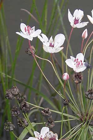 Butomus umbellatus \ Doldige Schwanenblume / Flowering Rush, S Västers Ängsö 29.8.2010