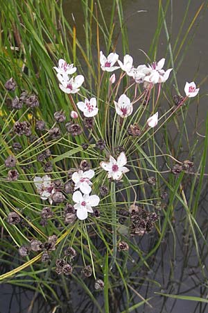 Butomus umbellatus \ Doldige Schwanenblume / Flowering Rush, S Västers Ängsö 29.8.2010