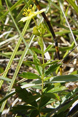 Potentilla erecta \ Blutwurz / Tormentil, S Öland, Stora Alvaret, Möckel Mossen 8.8.2009