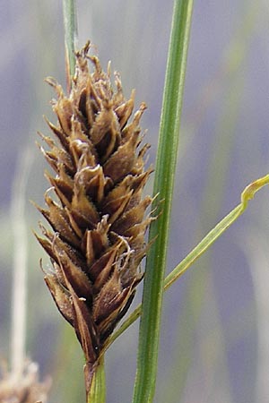 Carex lasiocarpa \ Behaartfrchtige Segge / Slender Sedge, Wooly-Fruited Sedge, S Norra Kvill 11.8.2009