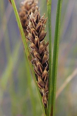 Carex lasiocarpa \ Behaartfrchtige Segge / Slender Sedge, Wooly-Fruited Sedge, S Norra Kvill 11.8.2009