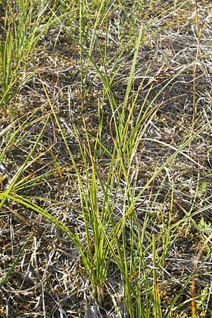 Carex arenaria \ Sand-Segge / Sand Sedge, S Beddinge Strand 5.8.2009