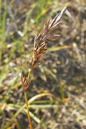 Carex arenaria \ Sand-Segge / Sand Sedge, S Beddinge Strand 5.8.2009