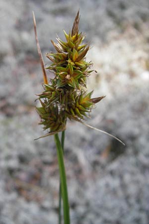 Carex arenaria \ Sand-Segge / Sand Sedge, S Öland, Böda Strand 9.8.2009