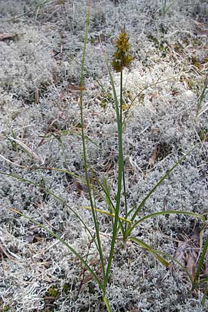 Carex arenaria \ Sand-Segge / Sand Sedge, S Öland, Böda Strand 9.8.2009