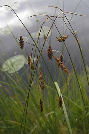 Carex limosa \ Schlamm-Segge / Bog Sedge, S Norra Kvill 11.8.2009