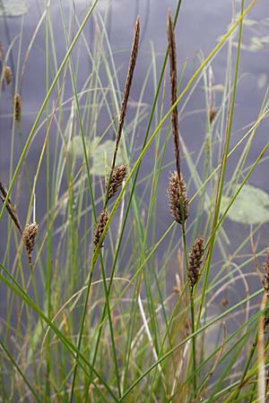 Carex lasiocarpa \ Behaartfrchtige Segge / Slender Sedge, Wooly-Fruited Sedge, S Norra Kvill 11.8.2009