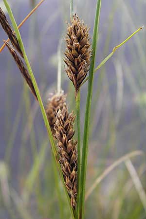 Carex lasiocarpa \ Behaartfrchtige Segge / Slender Sedge, Wooly-Fruited Sedge, S Norra Kvill 11.8.2009