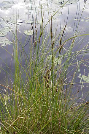 Carex lasiocarpa \ Behaartfrchtige Segge / Slender Sedge, Wooly-Fruited Sedge, S Norra Kvill 11.8.2009