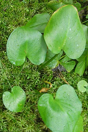 Calla palustris \ Sumpf-Calla / Bog Arum, S Norra Kvill 11.8.2009
