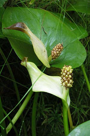 Calla palustris \ Sumpf-Calla / Bog Arum, S Norra Kvill 11.8.2009